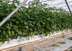 Orto Serre utilizza la tecnica idroponica in fuori suolo, che prevede la coltivazione su un substrato alternativo al terreno, costituito dalla lana di roccia.