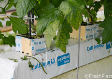 Panetti di lana di roccia.