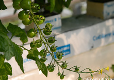 Grappolo di pomodoro in fase di sviluppo.