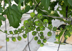 L'anno scorso l'azienda raccolse un grappolo di pomodoro ciliegino del peso di 1,240 kg!