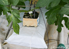 Orto Serre ha destinato una porzione delle sue serre alla sperimentazione di nuovi substrati, come la lana di vetro, per valutarne l'efficienza in quanto a mantenimento dell'idratazione ed eventuale risparmio nell'irrigazione.