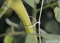 Da quest'anno, Orto Serre ha anche introdotto il metodo tomsystem di anellatura rapida delle piantine ai loro rispettivi sostegni.