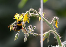 Il pomodoro impollinato dai bombi, infatti, non e' trattato con ormoni ed e' facilmente riconoscibile per la presenza di semi.