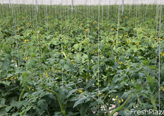 Piante di pomodoro in fase di accrescimento.