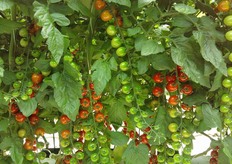 "Noi forniamo i grappoli di pomodorino gia' confezionati in cassette pronte per il trasporto; poi il cliente riconfeziona il prodotto in un imballaggio deluxe, per venderlo a prezzi elevatissimi. E il mercato non manca!"