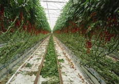 "Del resto, Juanita e' tra le migliori varieta' di ciliegino che io abbia mai coltivato: splendido da vedere ed eccezionale da gustare!", testimonia Antonio."