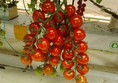 Il prodotto si presenta di colore rosso vivo, con calibri compresi tra 28 e 32 millimetri e un'accattivante forma a cuoricino.