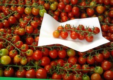 "Una qualita' premium che pero' sembra non trovare acquirenti interessati in Italia: "Mi piacerebbe - dichiara Antonio - avviare una collaborazione con qualcuno che, da giugno ad ottobre, fosse interessato ad un pomodoro di qualita' elevata e costante. Noi siamo in grado di produrne tra 550 e 600 tonnellate l'anno."