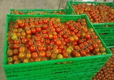 "Antonio e' consapevole che il prezzo del prodotto puo' costituire un ostacolo: "Mi metto pero' nei panni di un buyer e mi domando se davvero mi conviene acquistare un prodotto piu' economico per poi ritrovarmi con dell'invenduto e dello scarto - e dunque con un costo finale ben maggiore - oppure se non sia meglio andare sul sicuro, con un prodotto di gradimento per il consumatore."