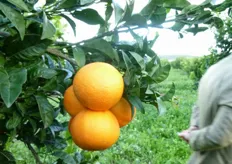 "Il frutto e' di forma rotondeggiante, di dimensioni simili a quello della "Navelina", con un "navel" ("ombelico"), esterno non molto pronunciato."