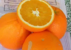 "Il frutto del "Fukumoto" presenta una polpa di color arancio, di consistenza fondente, possiede un gusto gradevole, grazie ad un equilibrato rapporto solidi solubili e acidi totali."