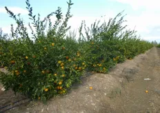"Giovane agrumeto di mandarino ibrido triploide "Mandalate", impiantato a luglio 2010, presso l'Azienda Agricola "Casa Tesera - Motta", in agro di Metaponto (MT), in produzione a partire dal 2012."