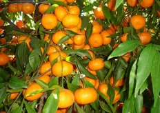 "Il "Mandalate" e' un mandarino ibrido triploide, ottenuto dall’incrocio del mandarino ibrido "Fortune" (2x) x mandarino "Avana" (4x) dal CRA-ACM di Acireale (CT)."