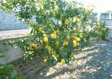 "Pianta del limone di Rocca Imperiale clone "Favale" (in foto) gia' in produzione a partire dal secondo anno."