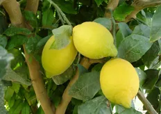 "Il clone "Colfari" (in foto) del limone di Rocca Imperiale, selezionato dal Consorzio Vivaisti Lucani, si raccoglie a partire da gennaio."
