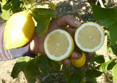 "Piante del limone di Rocca Imperiale clone "Colfari"."