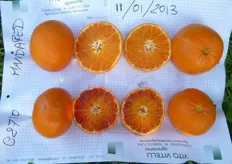 "Il sapore del "Mandared" e' intermedio tra clementine e Tarocco. In foto frutti, a confronto, di "Mandared" e di mandarino ibrido triploide C2710."