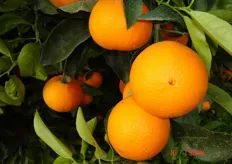 "Frutti di arancio ombelicato "Lane Late" clone "INIASEL 198", su piante allevate nel Campo Catalogo del COVIL. Periodo di raccolta I decade di aprile (metapontino)."