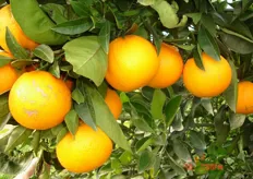"L'arancio "Lane Late" deriva da una mutazione gemmaria della varietà ombelicata Washington Navel."