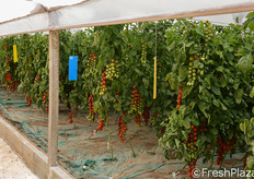 "Syngenta sta focalizzando la propria attenzione non tanto su come si curano le piante, ma su come si crescono nella maniera ottimale. Il concetto di salute della pianta diventa infatti elemento essenziale per la prevenzione, piu' che per la cura, delle fitopatie vegetali, con conseguente abbattimento degli input chimici. "Bringing plant potential to life" e', in tal senso, proprio la missione di Syngenta."