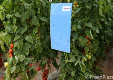 Trappole anti-insetto.