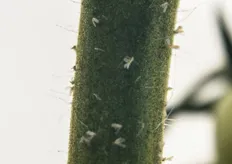 Tali insetti utili, predatori naturali dei parassiti nocivi, vengono rilasciati all'interno della serra e rimangono attivi per mesi; l'importante infatti e' agire preventivamente rispetto a possibili infestazioni. In foto: Nesidiocoris Tenuis (in alto a sinistra) e le sue vittime, alcuni esemplari di mosca bianca.
