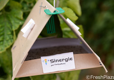 Trappole per il monitoraggio degli insetti dannosi.