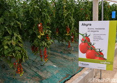 Un lato della serra era destinato integralmente al mini plum Akyra, ibrido adatto a tutti i periodi di trapianto.