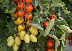 Bacche di 30-35 g di colore rosso brillante, elegantemente disposte a spina di pesce su rachide di bel colore verde con ottima tenuta in post-raccolta.