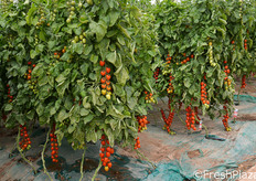 Pianta sana, vigorosa e bilanciata. Eccellente allegagione in ogni condizione. Qualita', resa e stabilita' produttiva per tutto l'anno.