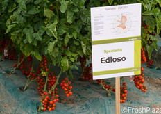 Pomodoro specialita' Edioso. Pianta vigorosa che assicura ottima e costante allegagione. Grappoli molto regolari. Ottima resa produttiva.