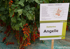 Datterino Angelle. Pianta vigorosa con ottima copertura fogliare dei frutti. Bacche uniformi di 9-12 g, di bel colore rosso brillante. Frutti consistenti con ottima resistenza al cracking ed elevata shelf-life.