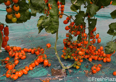 Datterino Bambelo. Pianta di buon vigore e generativa. Ottima precocita' ed elevato potenziale produttivo.