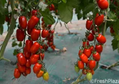 Mini San Marzano Dunne: pianta bilanciata di medio vigore. Grappoli regolari a spina di pesce. Frutti di 35-40 g di colore rosso brillante.