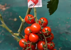 Cherry Haruki: pianta bilanciata con internodi corti e ottimo vigore; sia per coltivazioni estive, sia per ciclo lungo. Ottima allegagione in ogni condizione. Colore rosso brillante ed elevata resistenza alle spaccature. Potenziale produttivo elevato e continuo.