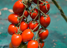 Mini plum Pakyta: pianta di medio vigore. Grappolo regolare, con frutti dal peso unitario di 40-50 g elegantemente disposti a spina di pesce. Rachide robusto con buona resistenza al disseccamento dopo la raccolta. Ottimo colore rosso. Elevata resistenza alle spaccature. Resistente al TYLCV.