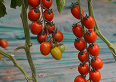 Ancora alcune immagini fotografiche di Akyra.