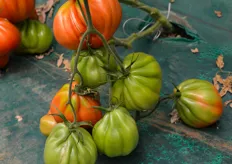 "Pomodoro "Cuore di Bue" Gigawak: pianta di ottimo vigore. Ottima continuita' di allegagione e ingrossamento dei frutti anche nei palchi alti."