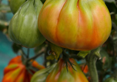 Frutti pieni, di media pezzatura e ottima uniformita'. Colore verde brillante con ottimo viraggio. Ottima shelf-life in post-raccolta. Resistente al TSWV.