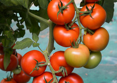 Pianta bilanciata e sana in grado di assicurare ottima continuita' in cicli lunghi di produzione. Ottima allegagione e maturazione anche con basse temperature.