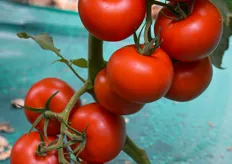 Frutti di 120-130 g di bel colore rosso.