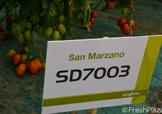 Nuovo ibrido varietale di San Marzano.