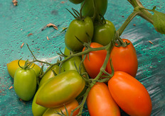 Pianta di buon vigore ed equilibrata. Ottima allegagione sia con il caldo, sia con il freddo. Resa elevata e ottima shelf-life. Resistente al TYLCV. Altamente tollerante al marciume apicale.