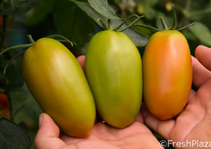 Adatto per raccolte a frutto singolo sia invaiato, sia maturo.