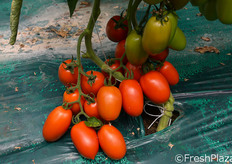 Pianta di medio vigore, aperta e molto equilibrata. Frutti di grosse dimensioni, omogenei, dall'ottimo colore verde brillante con viraggio attraente. Ottima resa. Resistente al TYLCV e oidio.