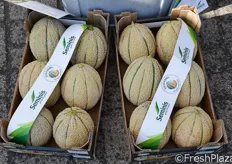 Il melone SV5448ML ha suscitato nei produttori e commercianti che fino ad oggi l'hanno prodotto e collocato sul mercato.