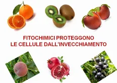 "La frutta e la verdura sono fonti di componenti minori, definiti "fitochimici"."