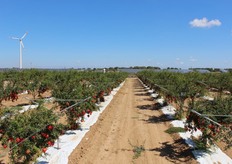 Gli impianti produttivi di melograno realizzati in Puglia dalla Cairo & Doutcher sono giunti alla piena maturazione, con 40 giorni di anticipo rispetto al calendario abituale dei frutti di melograno coltivati in Italia!