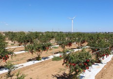 Le piante, cariche di frutti di colore rosso intenso, sembrano tanti vivaci alberi di Natale.