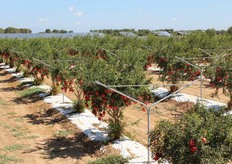 I frutti delle varieta' precoci sono gia' pronti per la raccolta (inizio settembre 2013), ma non verranno staccati fino alla 38ma settimana per consentire a tutti i produttori interessati di visionare i campi.